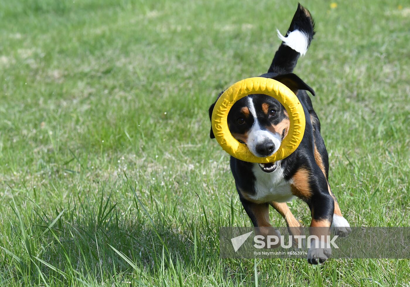 Russia Dog Training Competitions