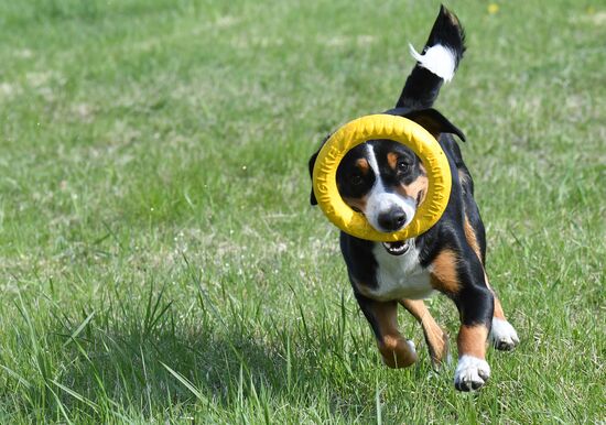 Russia Dog Training Competitions