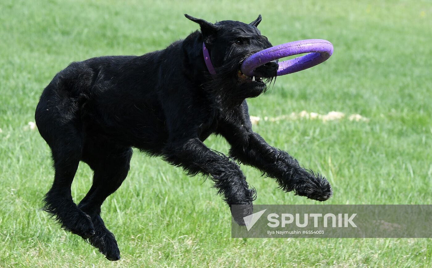 Russia Dog Training Competitions