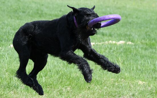 Russia Dog Training Competitions