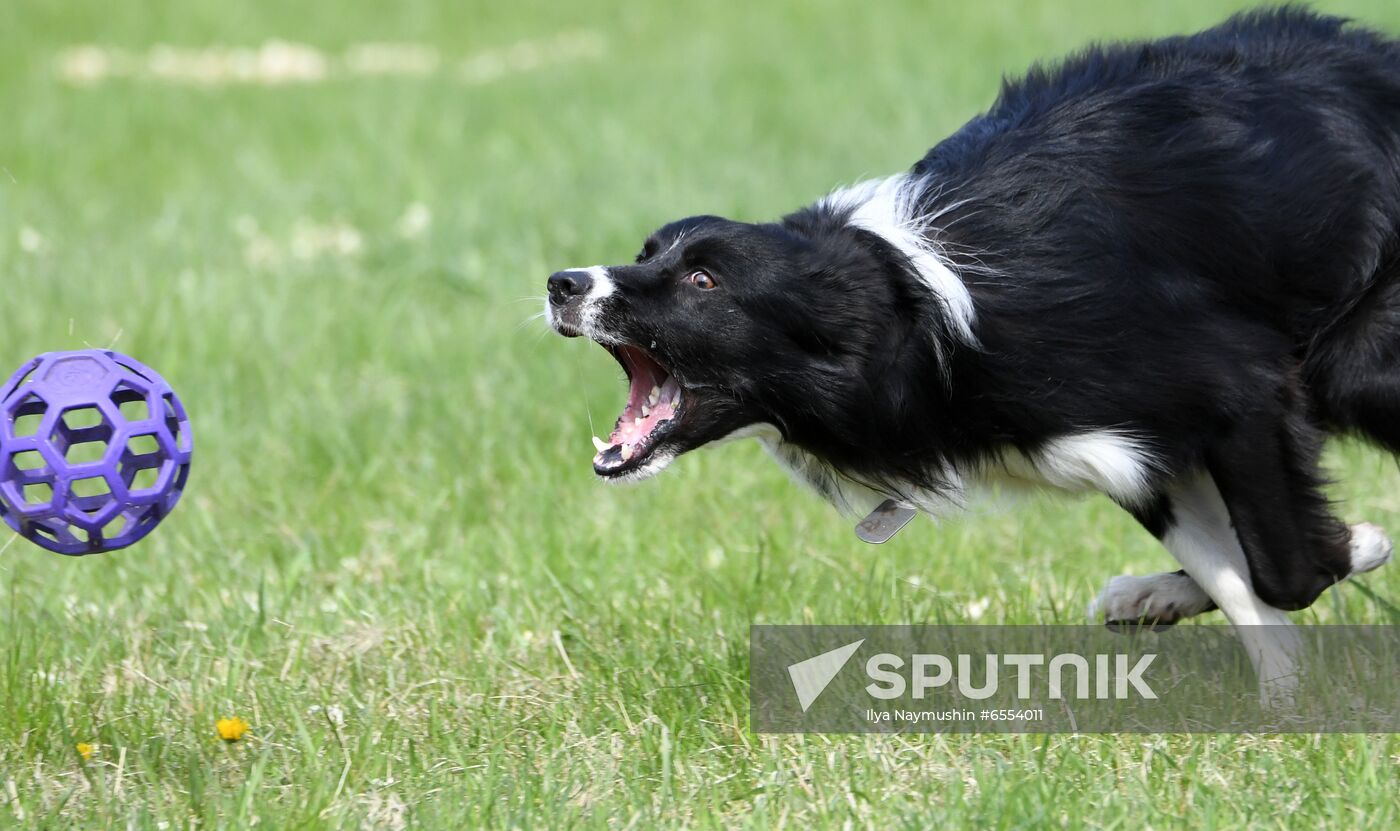 Russia Dog Training Competitions