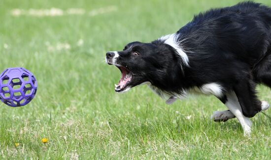 Russia Dog Training Competitions