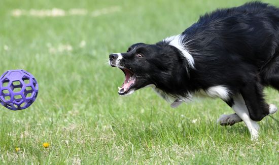 Russia Dog Training Competitions
