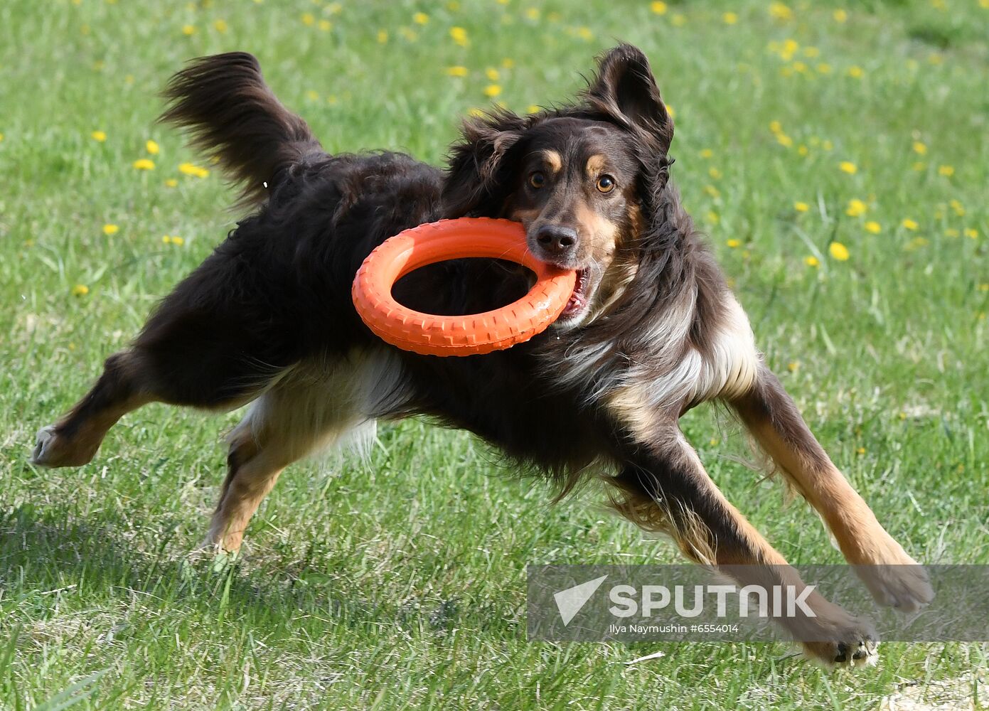 Russia Dog Training Competitions