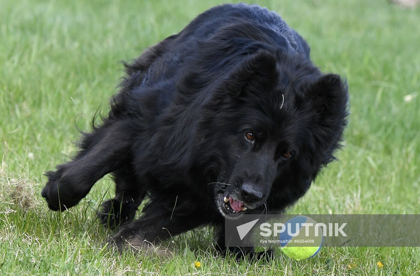 Russia Dog Training Competitions