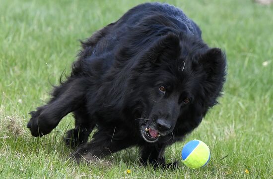 Russia Dog Training Competitions