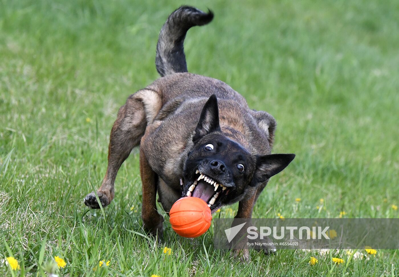 Russia Dog Training Competitions