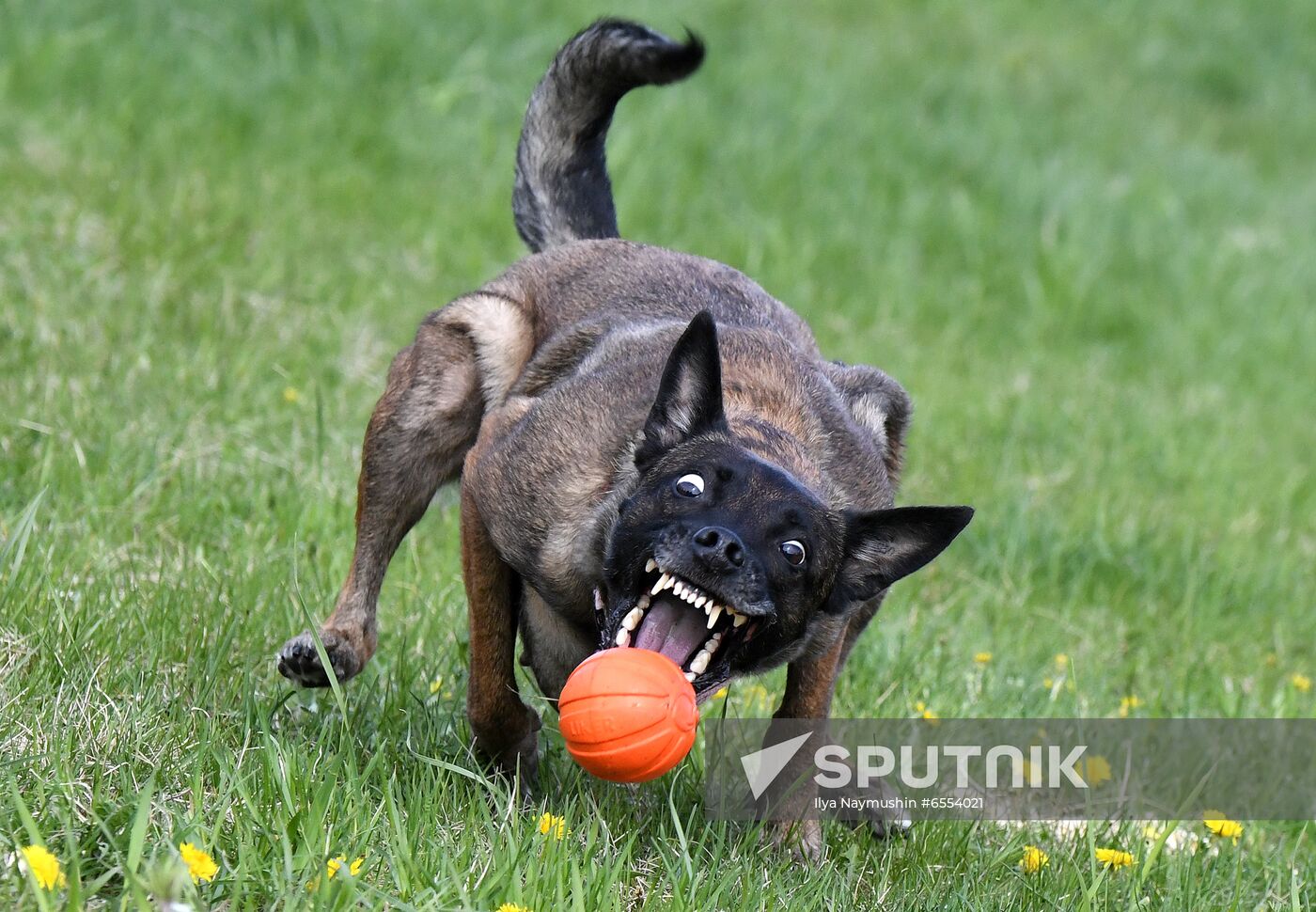 Russia Dog Training Competitions
