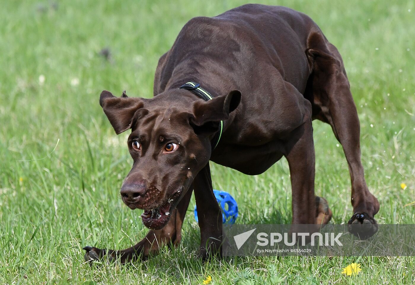 Russia Dog Training Competitions