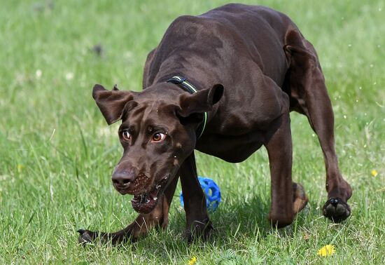 Russia Dog Training Competitions