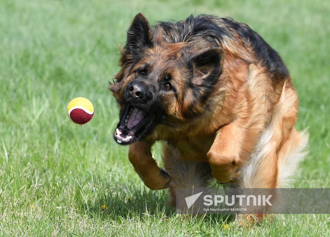 Russia Dog Training Competitions