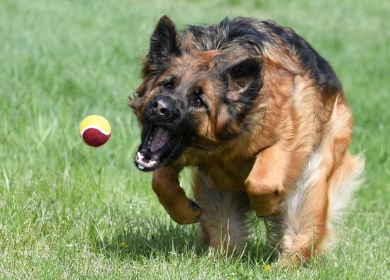 Russia Dog Training Competitions