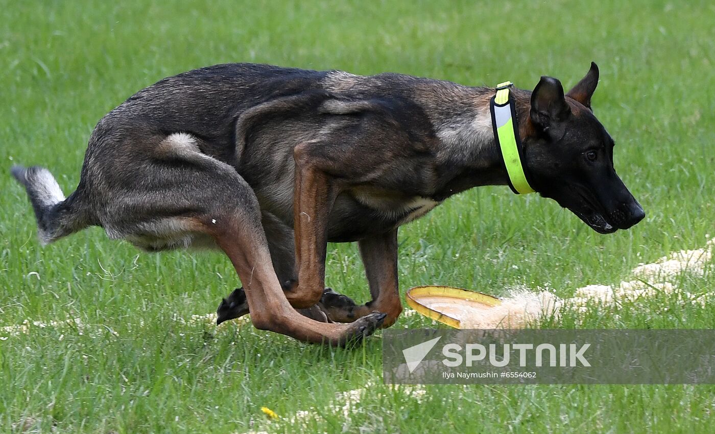 Russia Dog Training Competitions