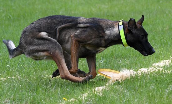 Russia Dog Training Competitions