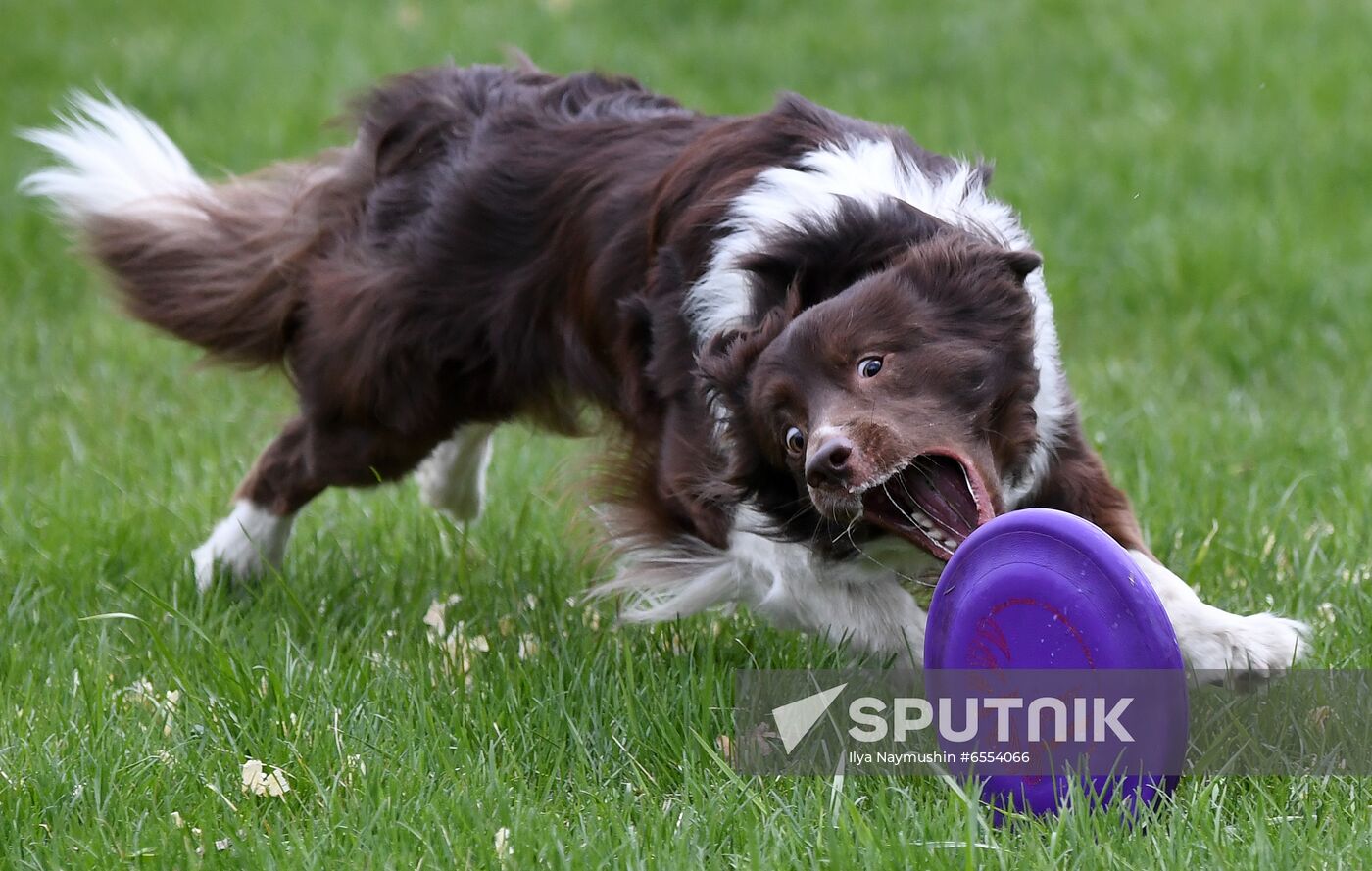 Russia Dog Training Competitions