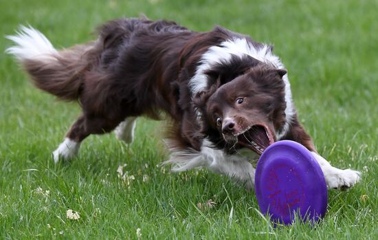 Russia Dog Training Competitions