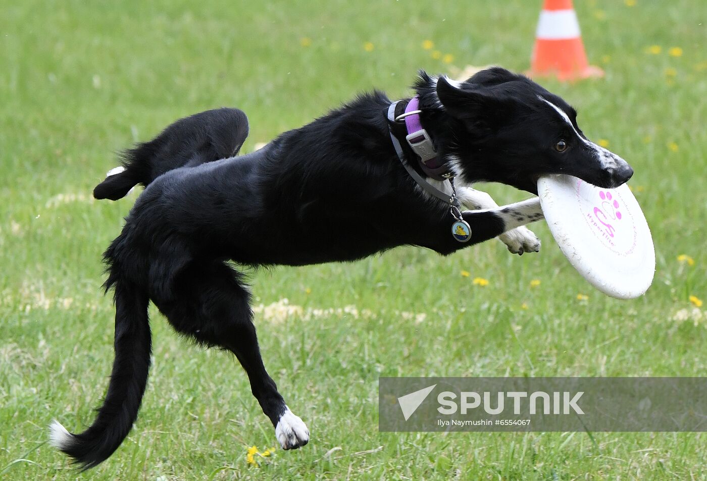 Russia Dog Training Competitions