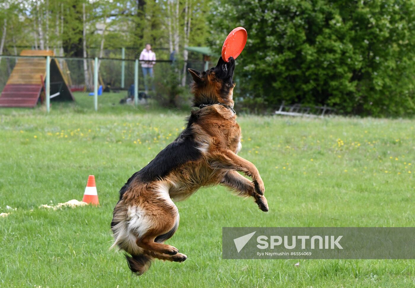 Russia Dog Training Competitions