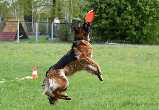 Russia Dog Training Competitions