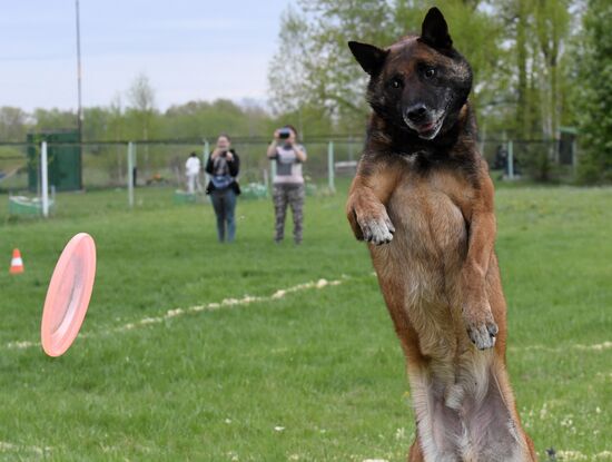Russia Dog Training Competitions