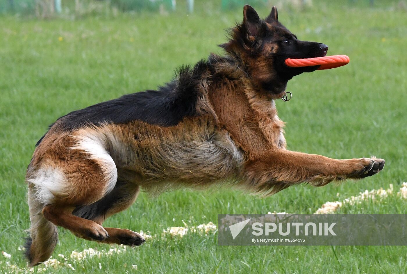 Russia Dog Training Competitions