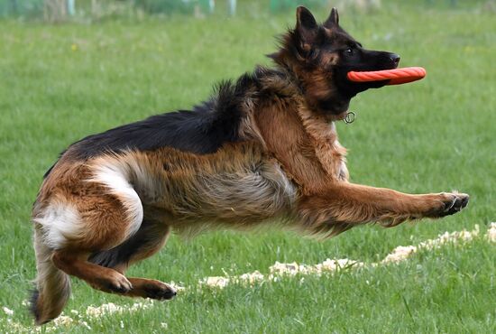 Russia Dog Training Competitions