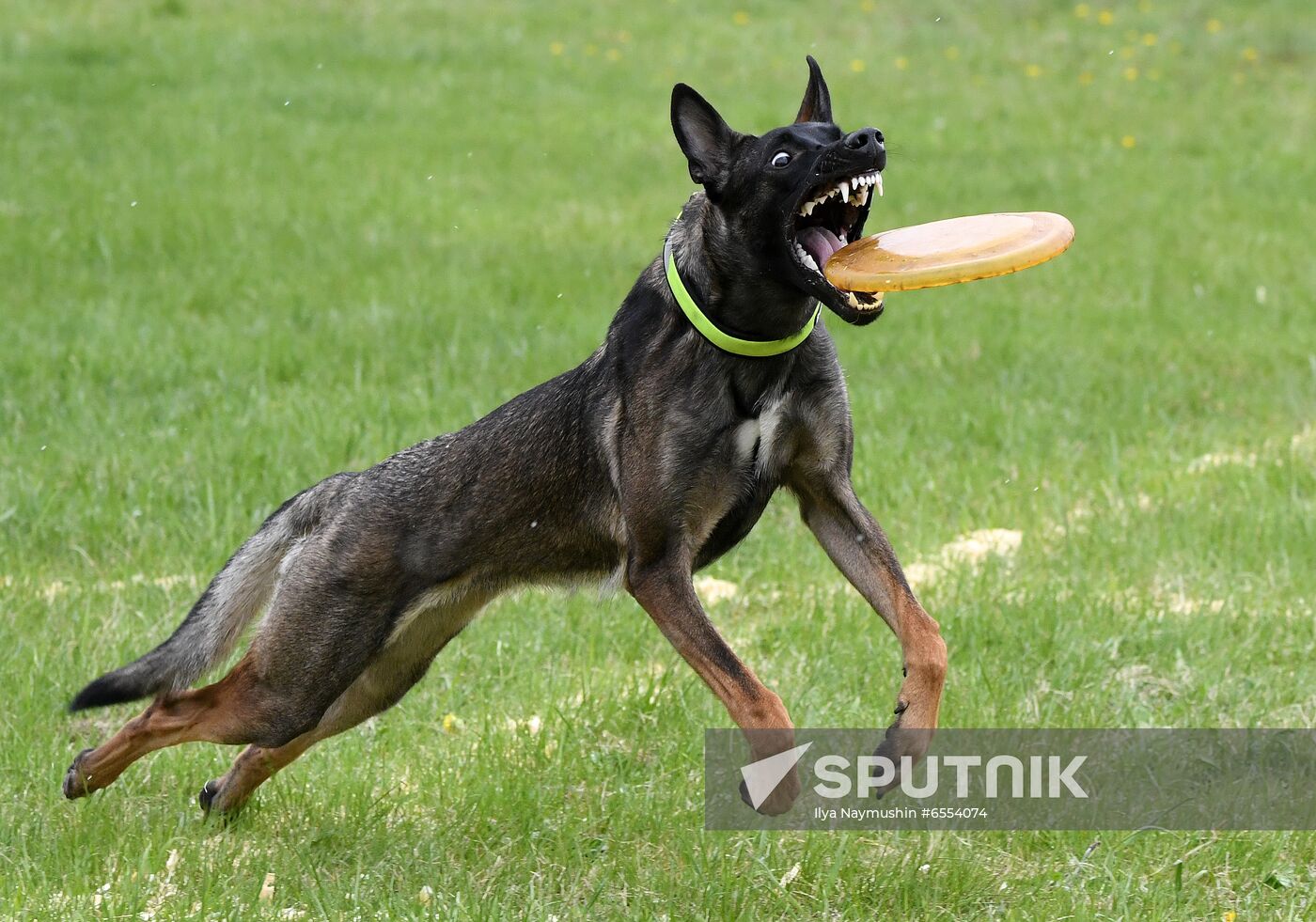 Russia Dog Training Competitions