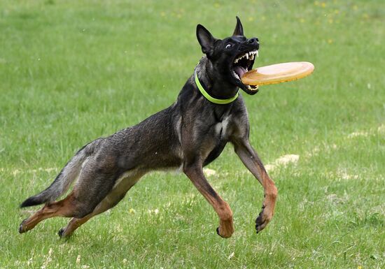 Russia Dog Training Competitions