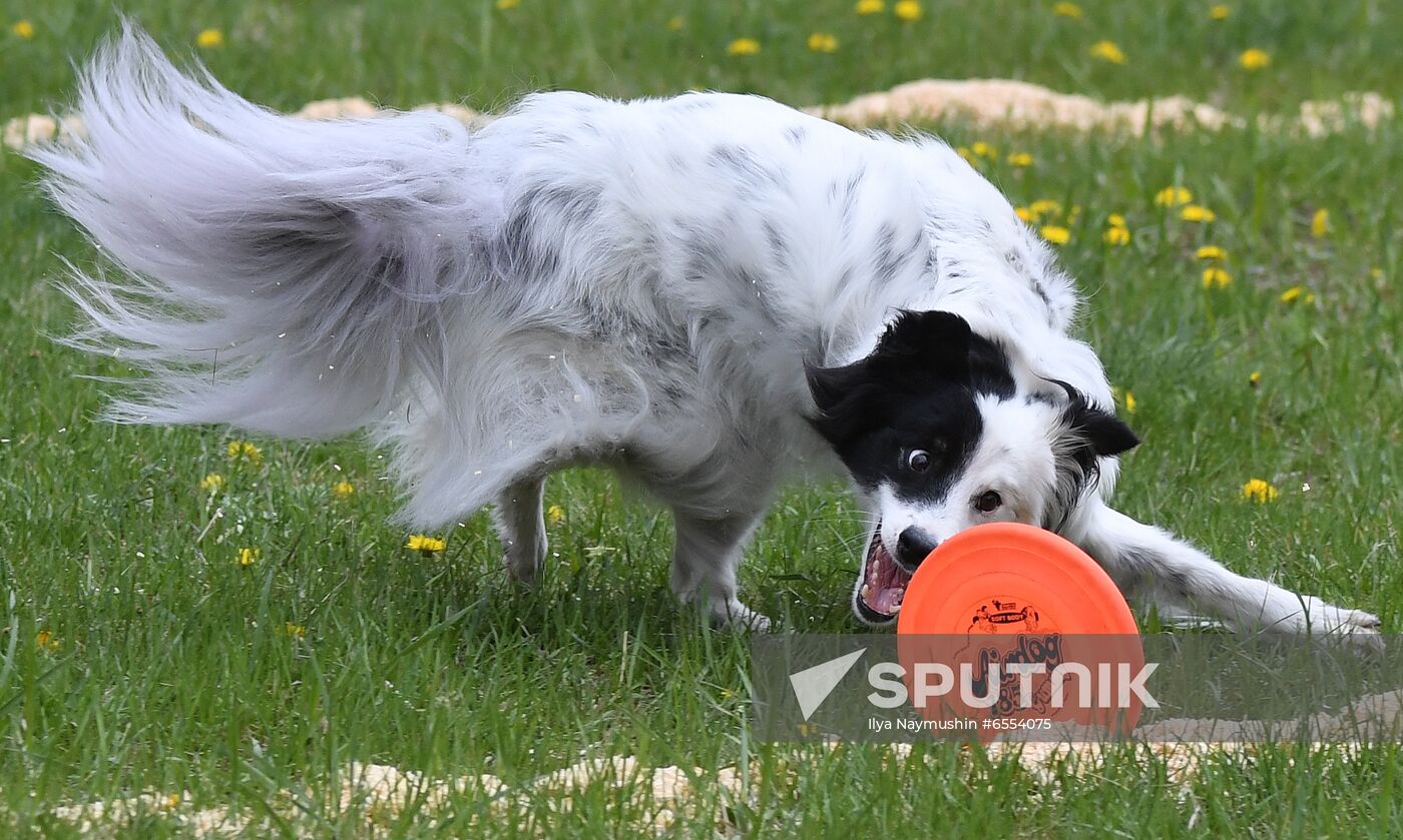 Russia Dog Training Competitions