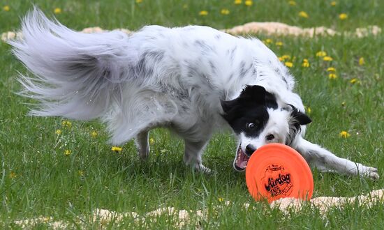 Russia Dog Training Competitions
