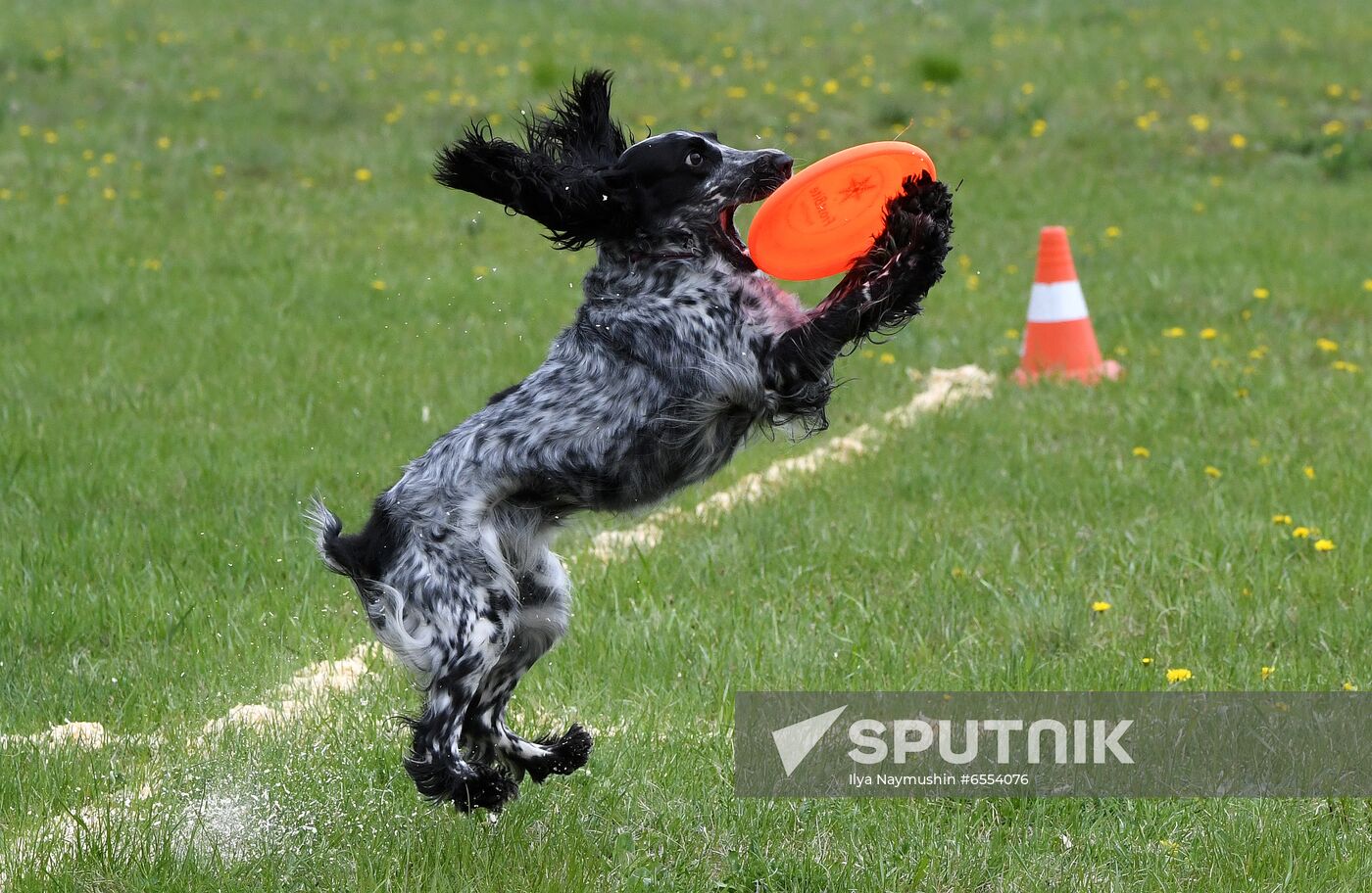 Russia Dog Training Competitions