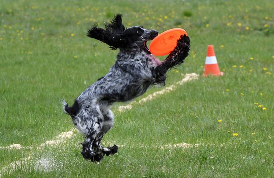 Russia Dog Training Competitions