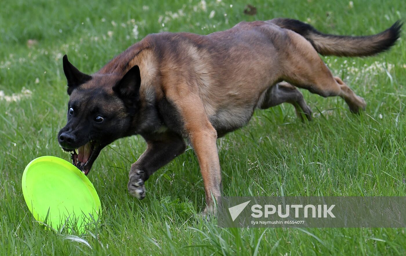 Russia Dog Training Competitions