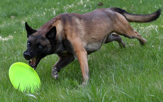 Russia Dog Training Competitions