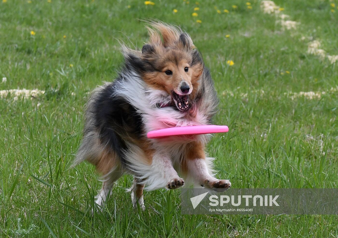 Russia Dog Training Competitions