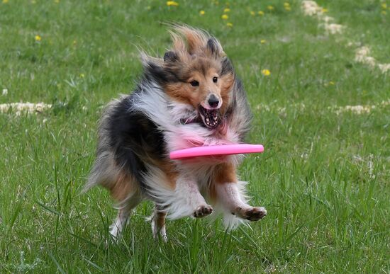 Russia Dog Training Competitions