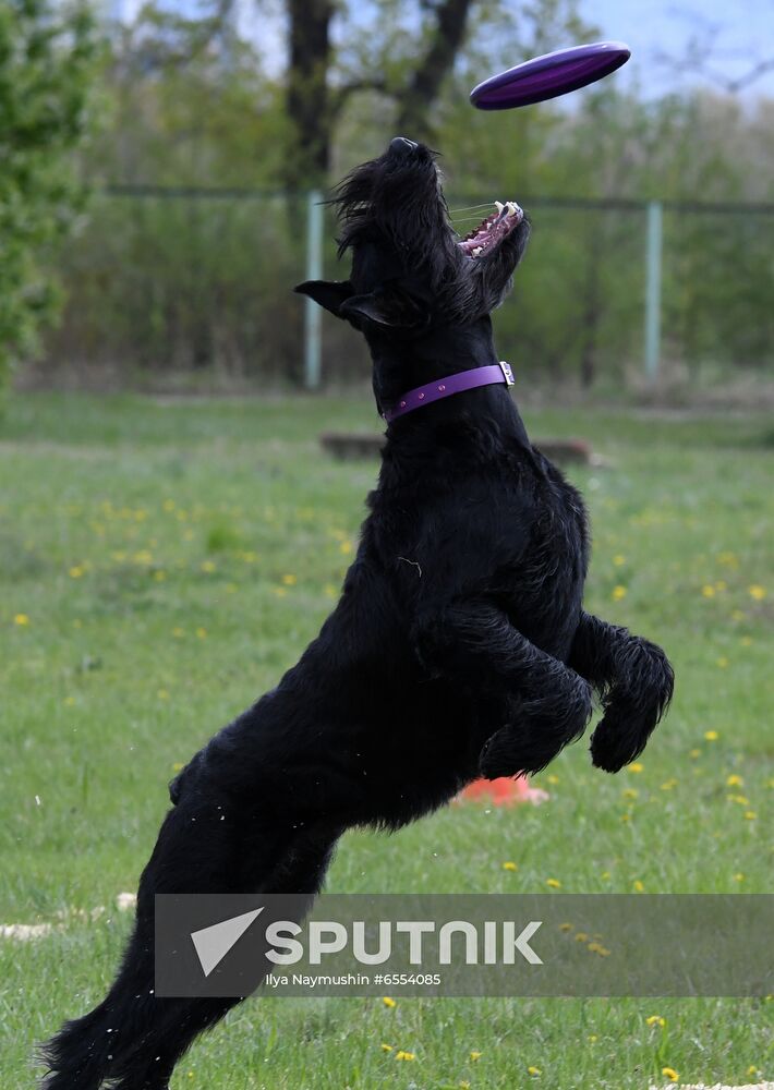 Russia Dog Training Competitions