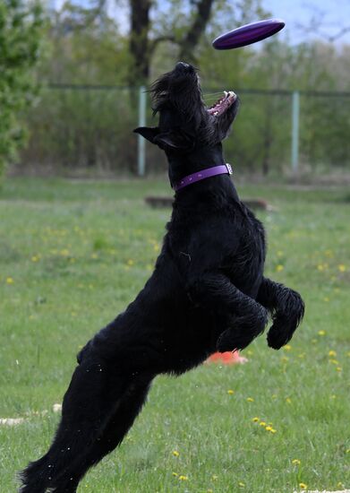 Russia Dog Training Competitions