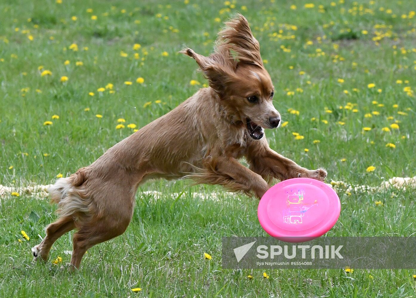 Russia Dog Training Competitions