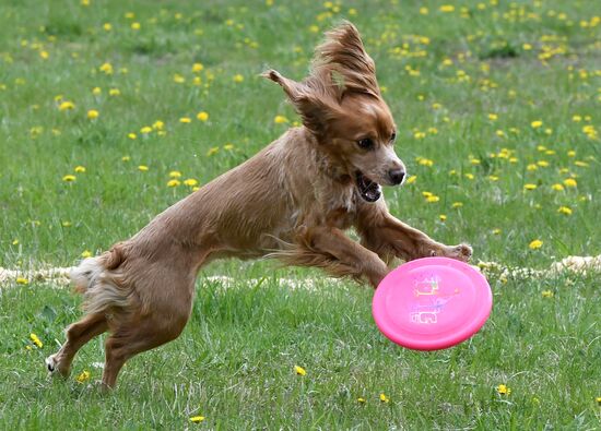 Russia Dog Training Competitions