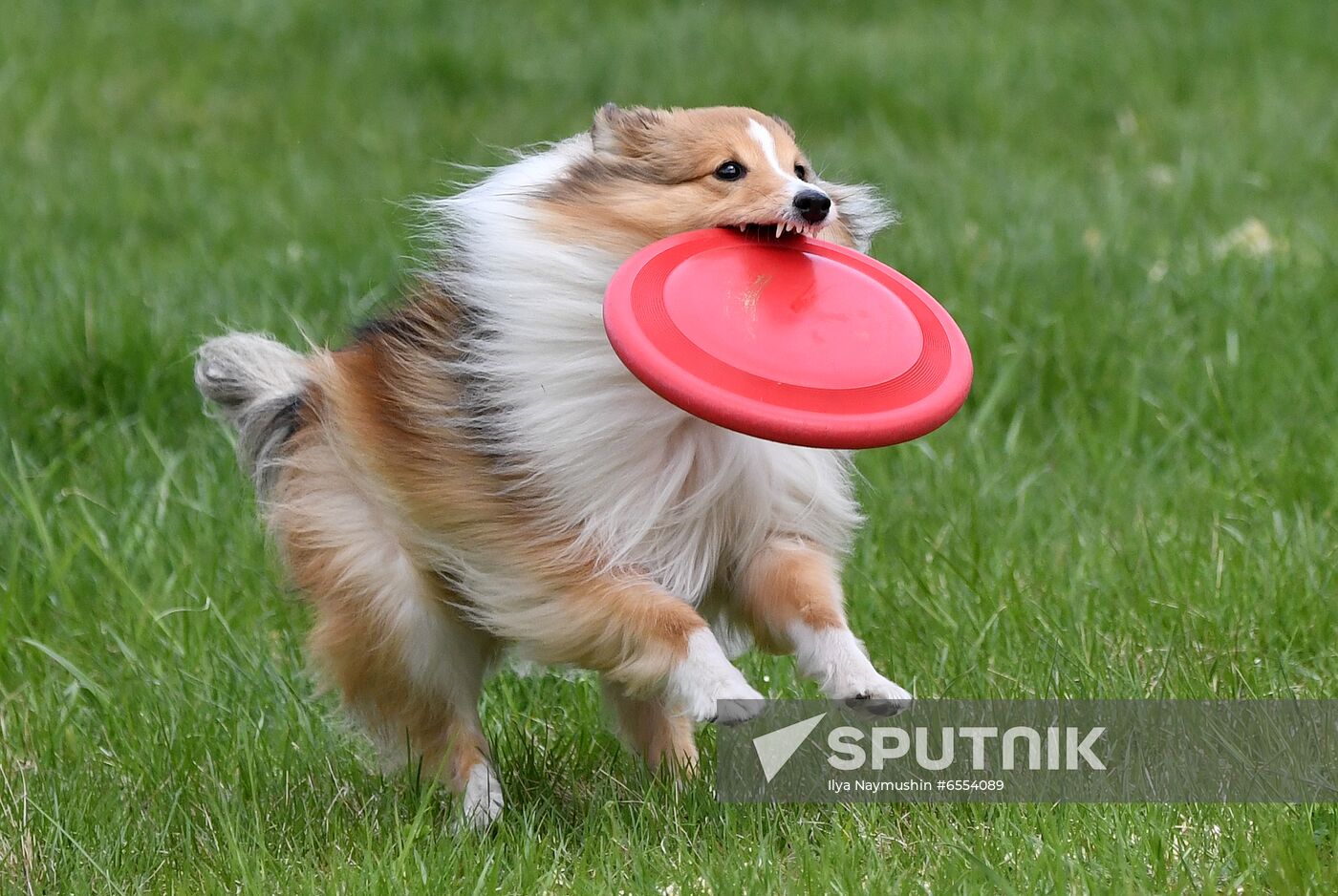 Russia Dog Training Competitions