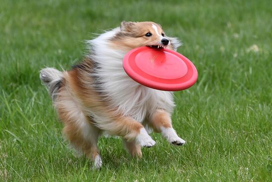 Russia Dog Training Competitions