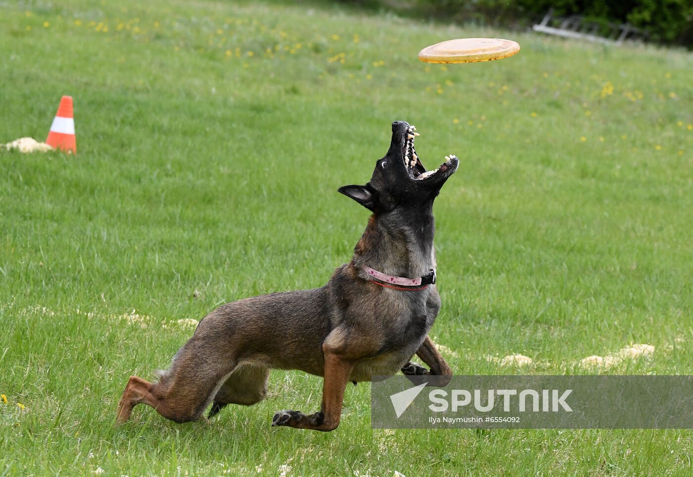 Russia Dog Training Competitions
