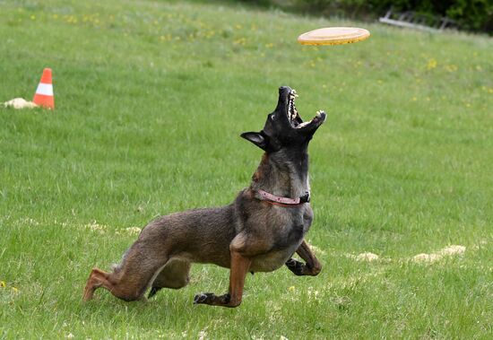 Russia Dog Training Competitions