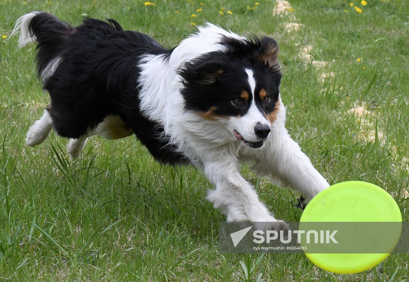 Russia Dog Training Competitions