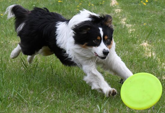Russia Dog Training Competitions