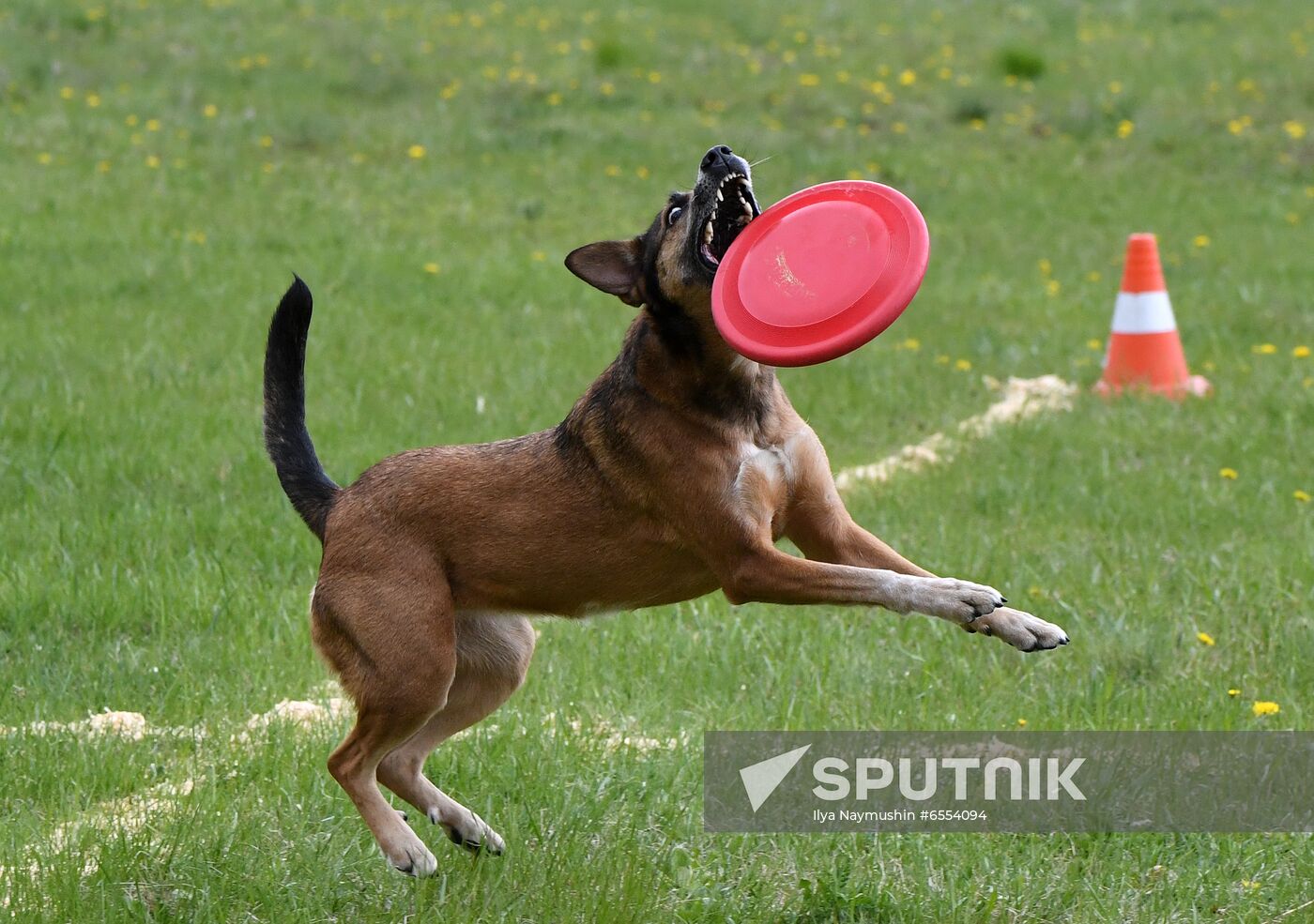 Russia Dog Training Competitions