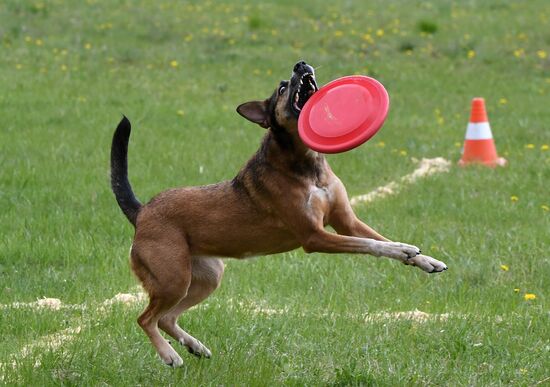 Russia Dog Training Competitions