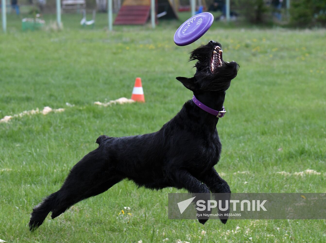 Russia Dog Training Competitions