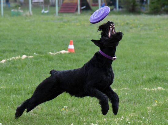 Russia Dog Training Competitions